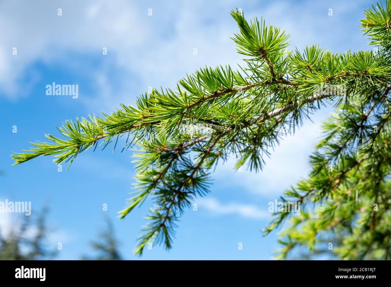 Grüne Kiefer Zweige auf blauem Himmel Hintergrund Stockfoto