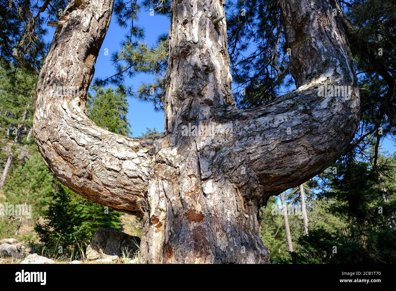 Drei gezackte Denkmal Kiefer. Große und älteste Kiefer. Schwarzkiefer (Pinus nigra) Stockfoto