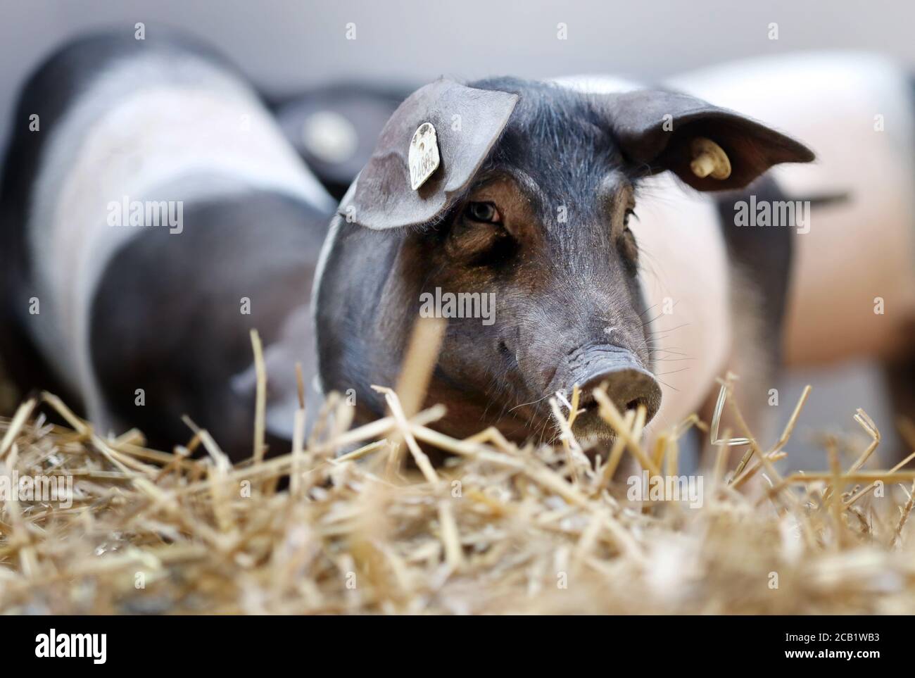 Dummerstorf, Deutschland. August 2020. Drei Sattelschweine stehen auf dem neu eröffneten Freigelände des Leibniz-Instituts für Nutztierbiologie. Das Erweiterungsgebäude folgt den Richtlinien des ökologischen Landbaus. Damit will das Institut seine Forschung auf die ökologischen Aspekte der Tierproduktion mit Tier-, Umwelt- und klimafreundlicher Tierhaltung konzentrieren. Quelle: Danny Gohlke/dpa/Alamy Live News Stockfoto