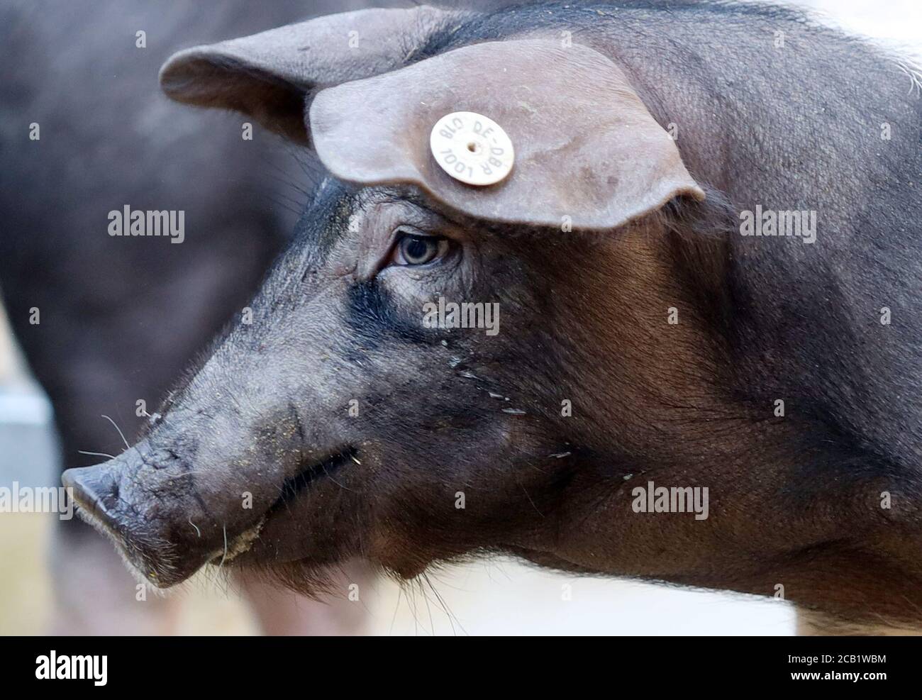 Dummerstorf, Deutschland. August 2020. Im neu eröffneten Freigelände des Leibniz-Instituts für Nutztierbiologie steht ein Sattelschwein. Das Erweiterungsgebäude folgt den Richtlinien des ökologischen Landbaus. Damit will das Institut seine Forschung auf die ökologischen Aspekte der Tierproduktion mit Tier-, Umwelt- und klimafreundlicher Tierhaltung konzentrieren. Quelle: Danny Gohlke/dpa/Alamy Live News Stockfoto