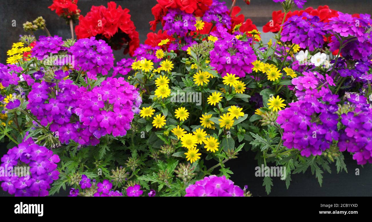 Blumentopf mit Blumen in lila und gelb auf einem Fensterbank Stockfoto