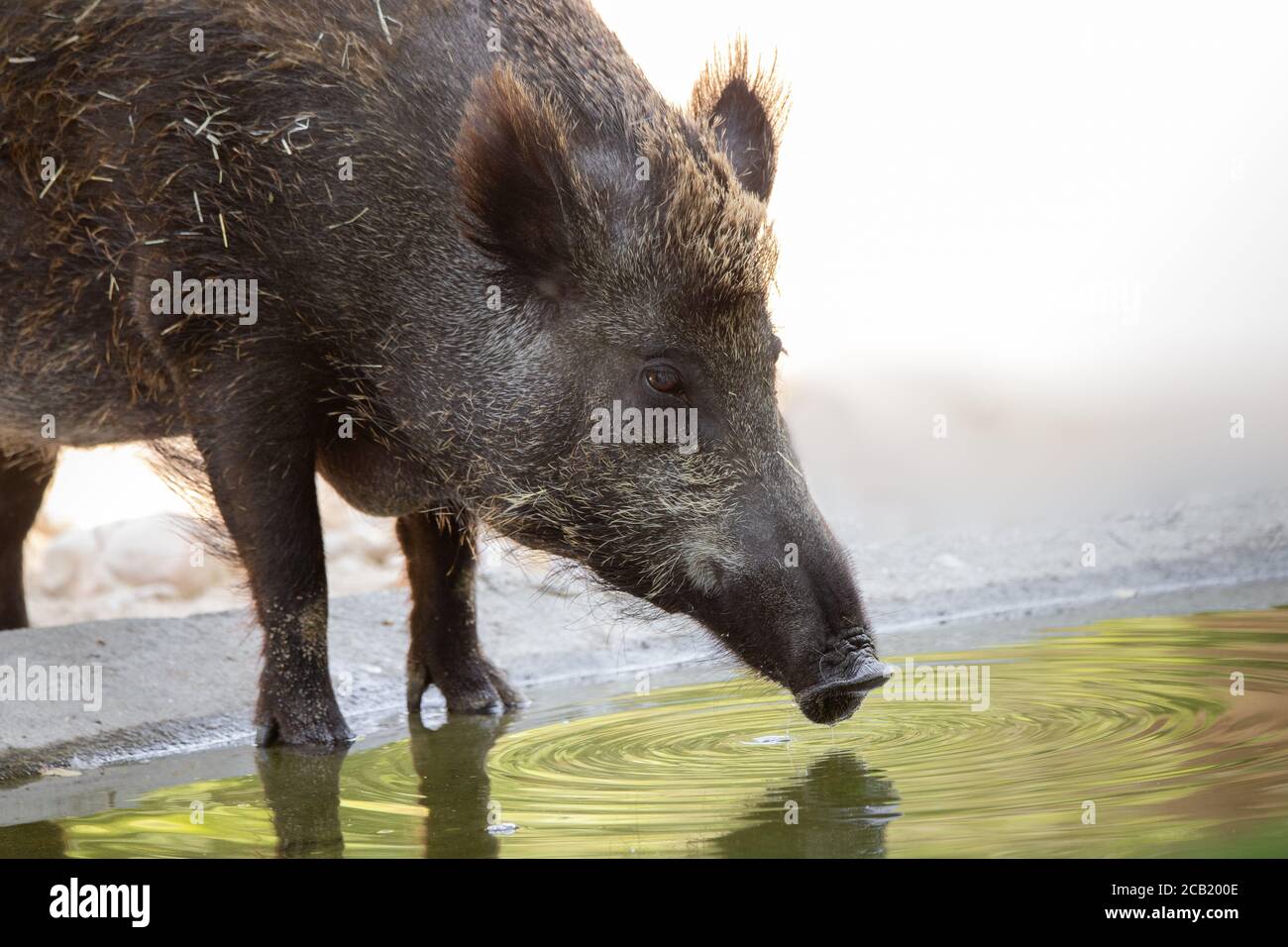 Porträt eines Wildschweins, das Wasser in einem Bach trinkt Im Sommer Stockfoto