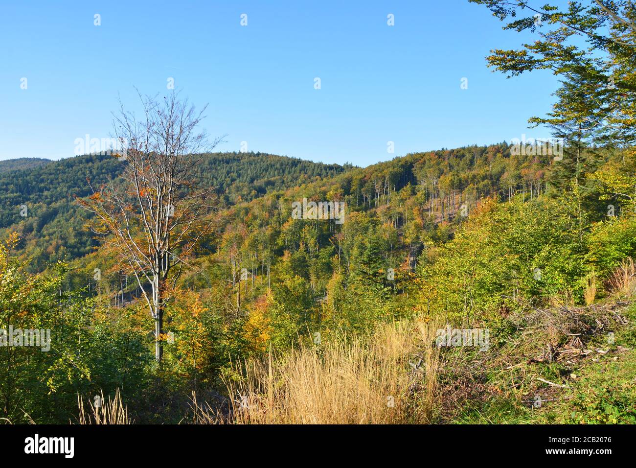 Herbstwald in den Karpaten in Polen. Landschaftlich reizvolle Landschaft. Stockfoto