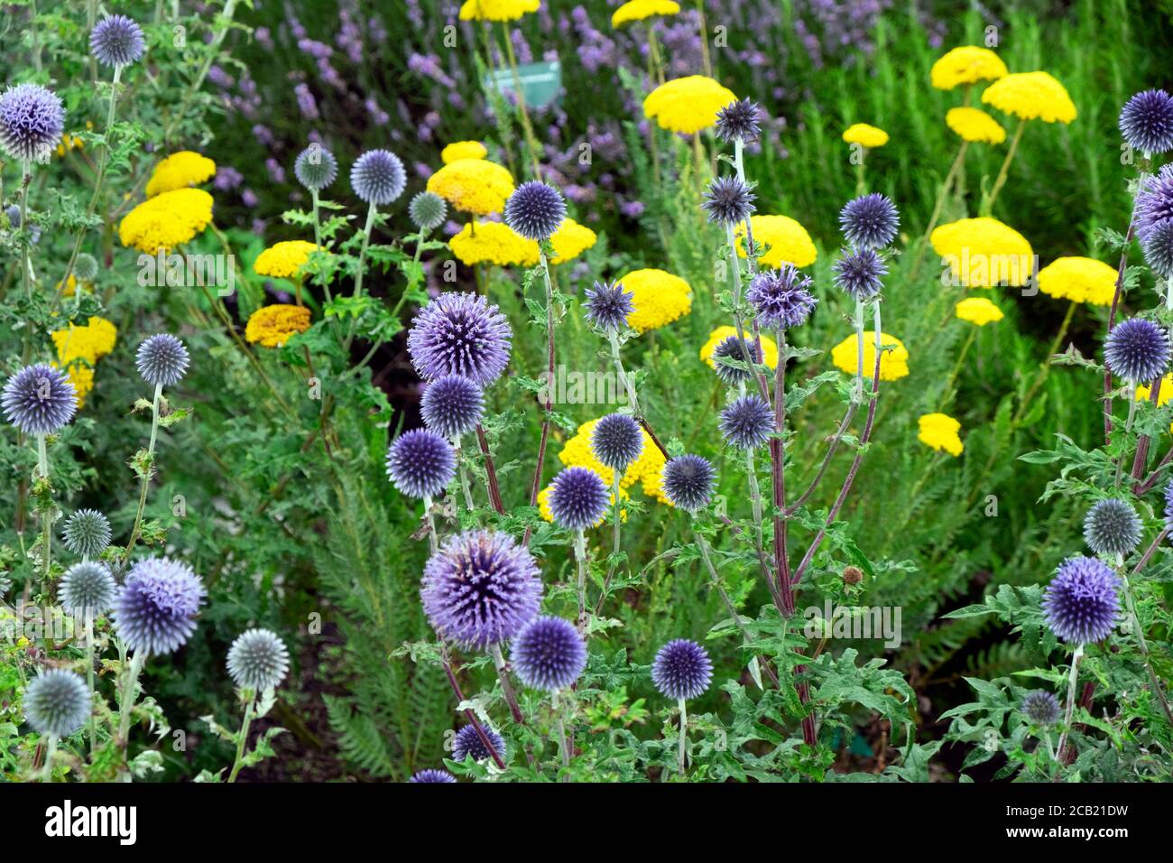Blaue Allium echinops ritro und Veitch’s Blue in Flower at Der National Botanic Garden of Wales in Llanarthne Carmarthenshire Wales UK KATHY DEWITT Stockfoto