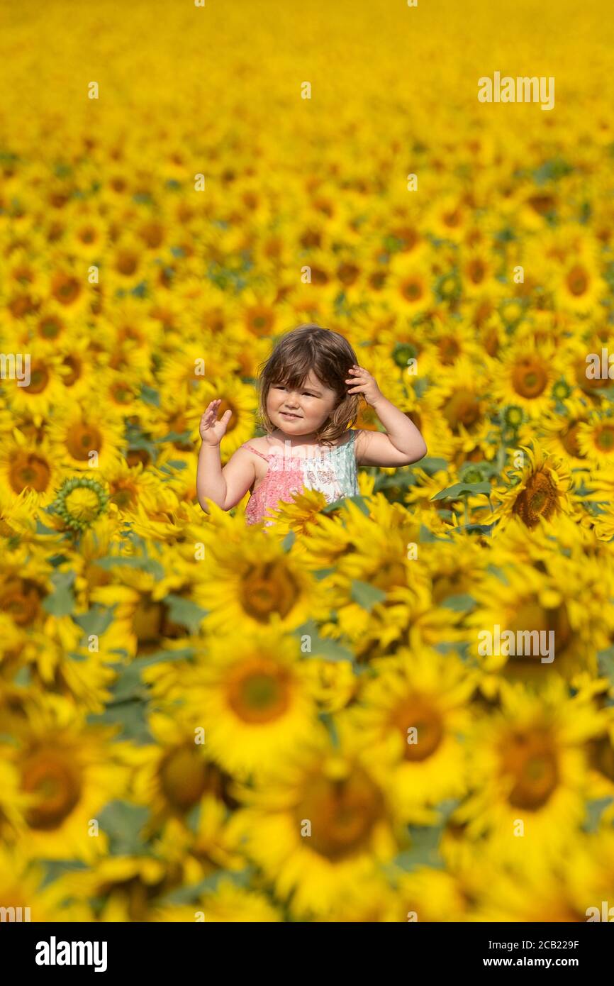 Die zweijährige Jessica Sanderson unter den Sonnenblumenfeldern auf der Vine House Farm in der Nähe von Baston, Lincolnshire. Stockfoto
