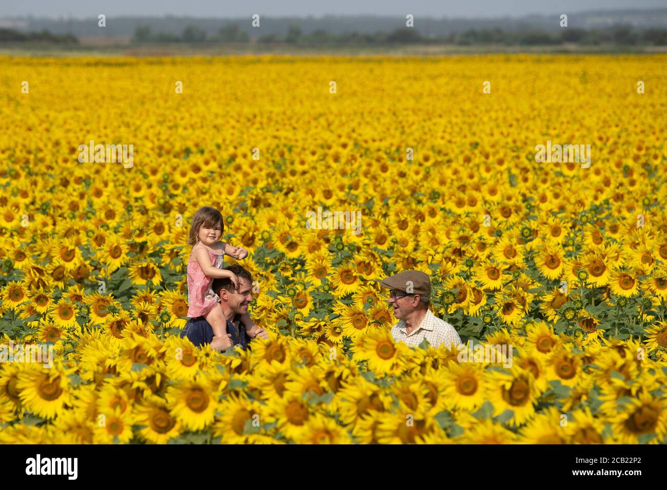 Ian Sanderson spricht mit Schwiegervater Nicholas Watts (rechts), als er Tochter Jessica, 2, durch die Sonnenblumenfelder auf der Vine House Farm in der Nähe von Baston, Lincolnshire, trägt. Stockfoto