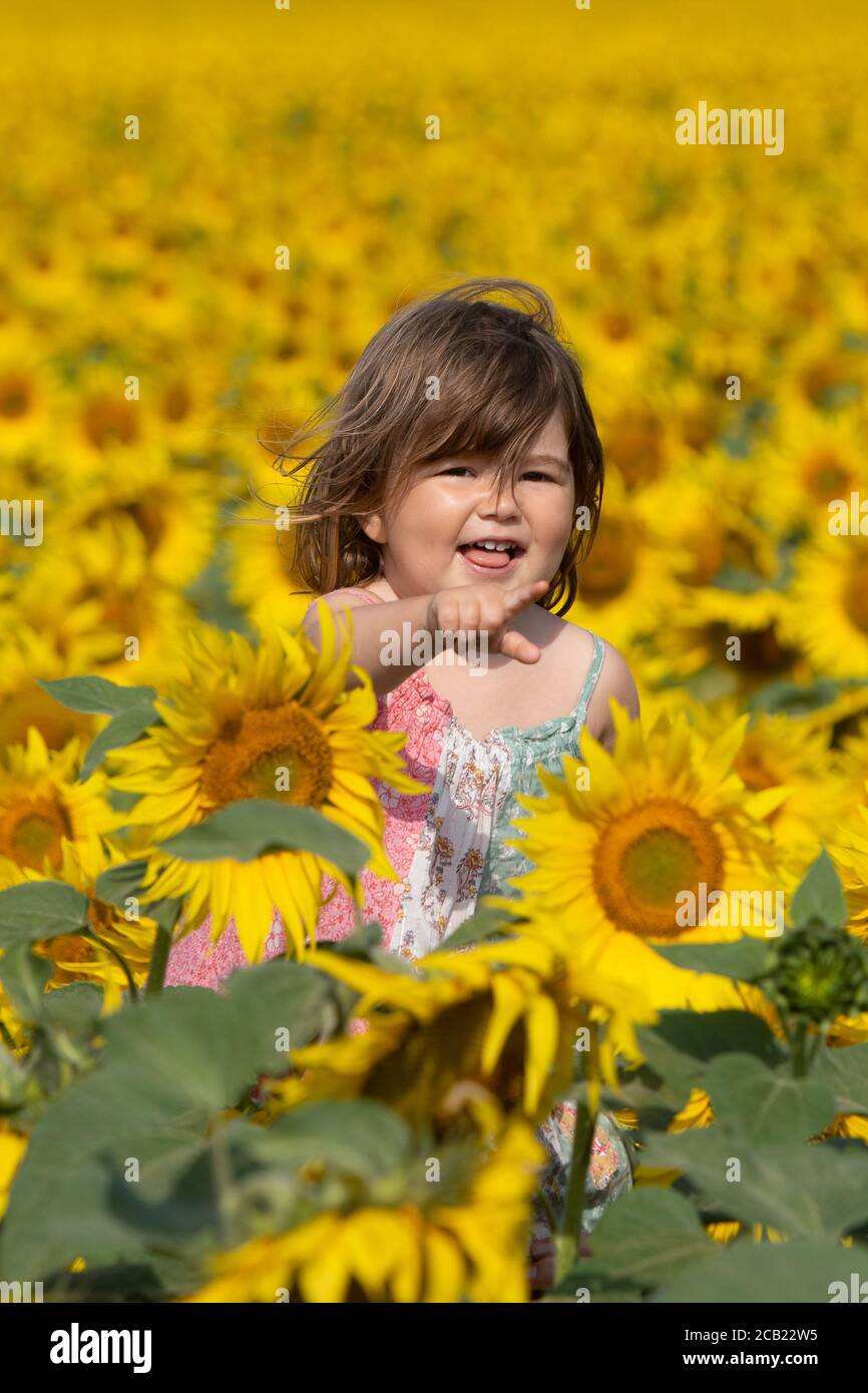 Die zweijährige Jessica Sanderson unter den Sonnenblumenfeldern auf der Vine House Farm in der Nähe von Baston, Lincolnshire. Stockfoto