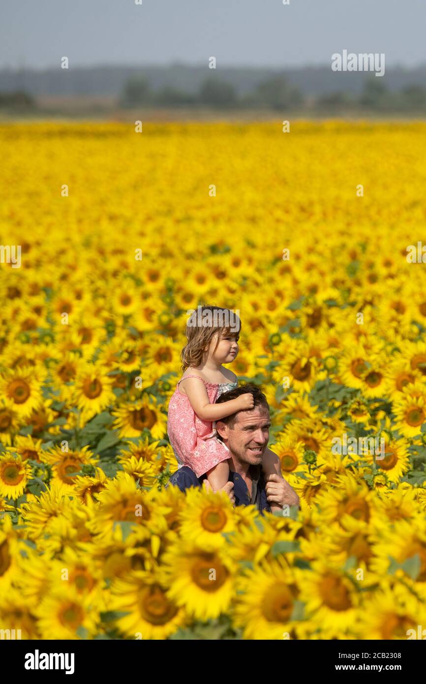 Ian Sanderson trägt seine Tochter Jessica, 2, durch die Sonnenblumenfelder auf der Vine House Farm in der Nähe von Baston, Lincolnshire. Stockfoto