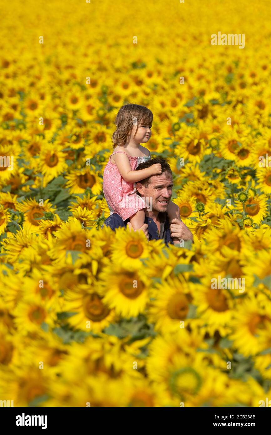 Ian Sanderson trägt seine Tochter Jessica, 2, durch die Sonnenblumenfelder auf der Vine House Farm in der Nähe von Baston, Lincolnshire. Stockfoto