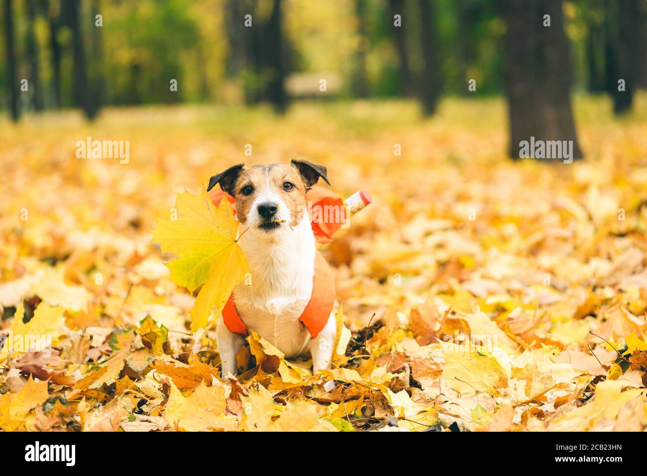 Zurück zur Schule Konzept mit Hund sitzt auf Haufen goldene Blätter an schönen Septembertag halten Ahornblatt in Mund Stockfoto