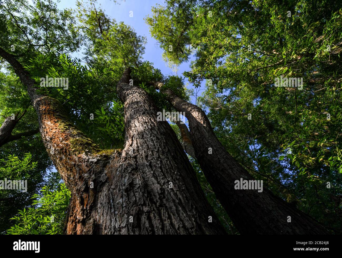 Leipzig, Deutschland. August 2020. Im Leipziger Schwemmwald wächst eine stattliche Esche. Der 5700 Hektar große Schwemmwald gilt als einzigartig in Europa. Allerdings ist das Landschaftsschutzgebiet nicht in gutem Zustand, dem Schwemmwald fehlt Wasser. Wenn das Gebiet noch Jahrzehnte nicht überflutet wird, wird sich der Wald dramatisch verändern. Der ab 1934 gebaute Kanal Neue Luppe leitet sehr schnell viel Wasser aus Leipzig ab. Quelle: Hendrik Schmidt/dpa-Zentralbild/ZB/dpa/Alamy Live News Stockfoto