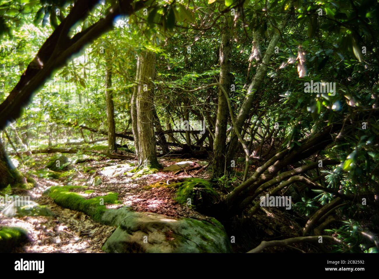 Übergang vom traditionellen Wald zum dschungelartigen Rhododendronwald Stockfoto