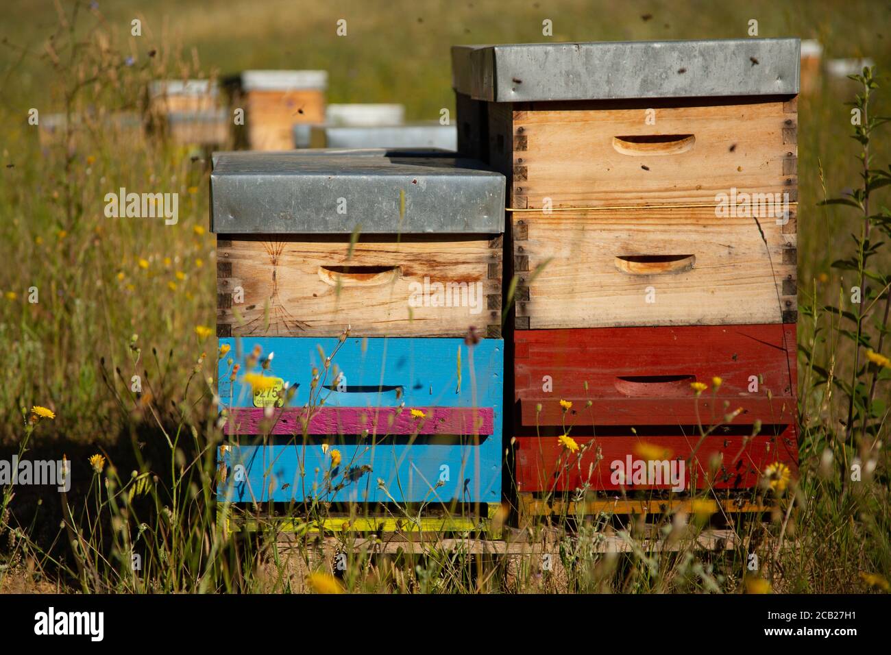 Bunte Bienenstöcke in der Provence unter blauem Himmel. Stockfoto