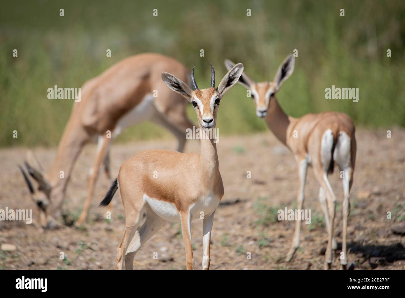 Gruppe von schönen dorcas Gazelle auf Alarm in der Wildnis Stockfoto