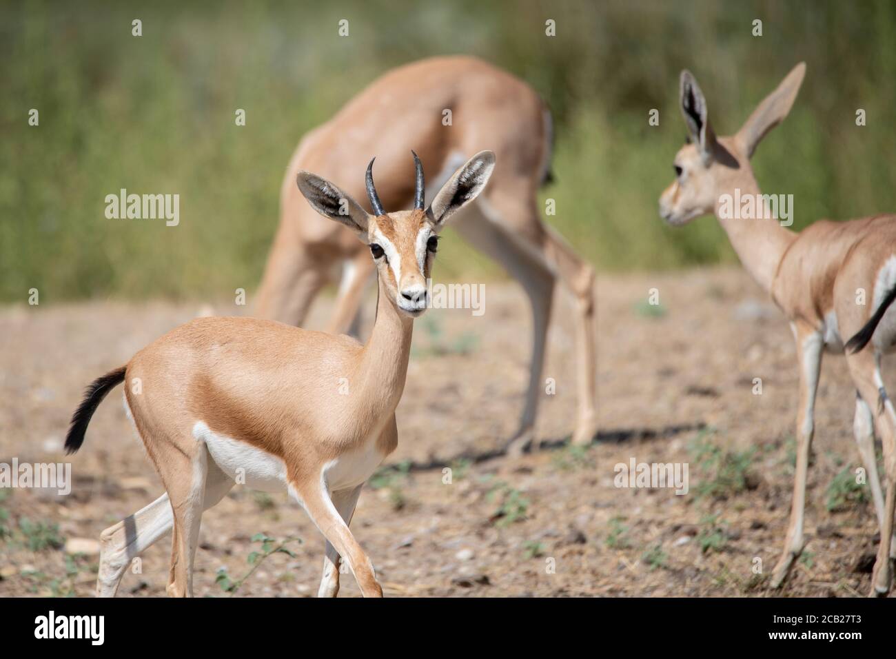 Gruppe von schönen dorcas Gazelle auf Alarm in der Wildnis Stockfoto