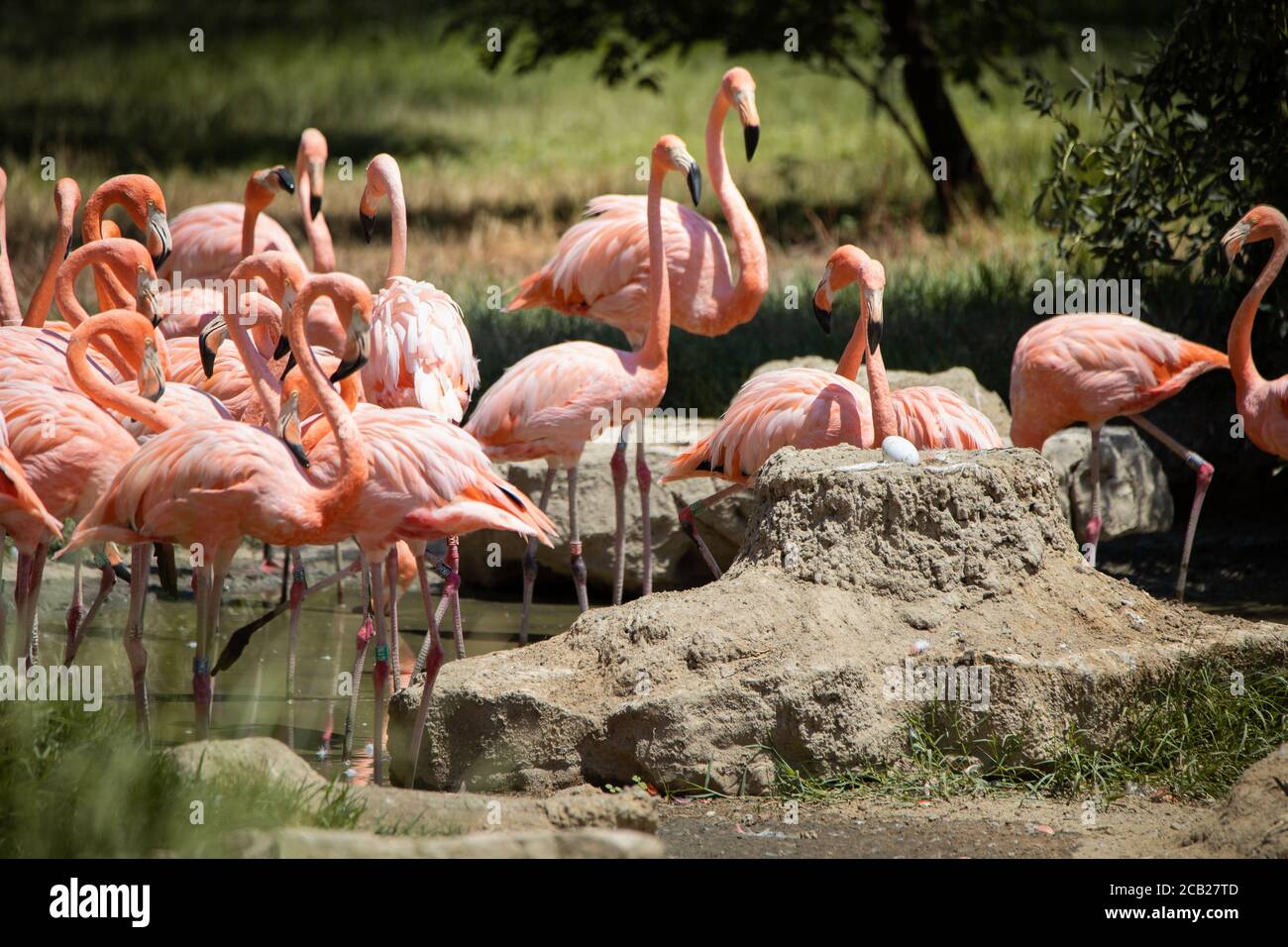 Gruppe amerikanischer Flamingos neben einem Nest mit einem Ei im Sommer Stockfoto