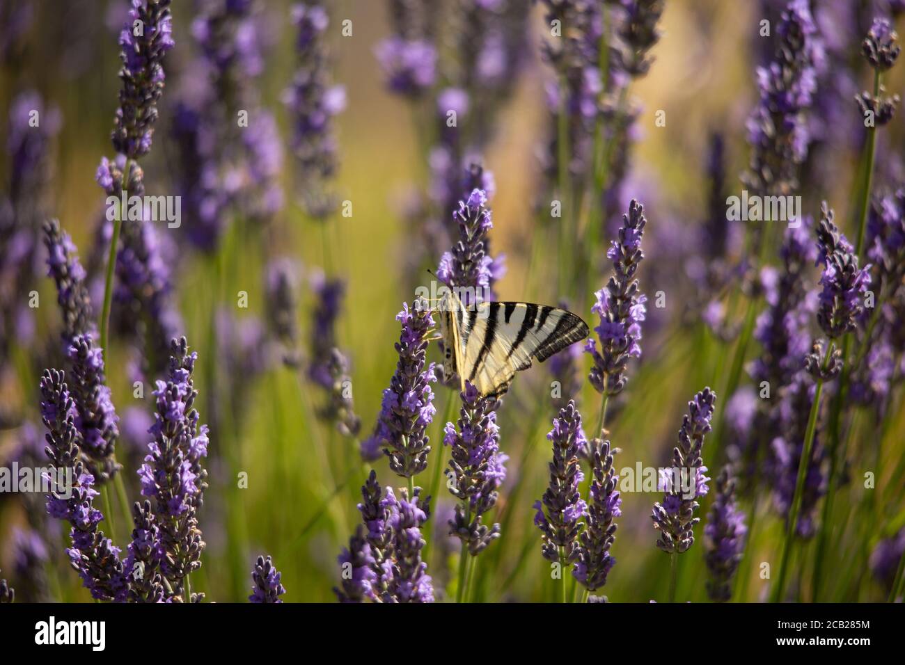 Ein Schwalbenschwanzschmetterling auf Lavendel in der Provence, Südfrankreich. Stockfoto