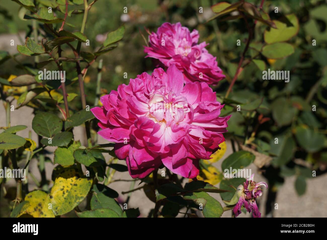 Schöne wunderschöne rosa Centifolia Rose in Blüte. Geringe Schärfentiefe, Bokeh-Effekt, selektiver Fokus Stockfoto