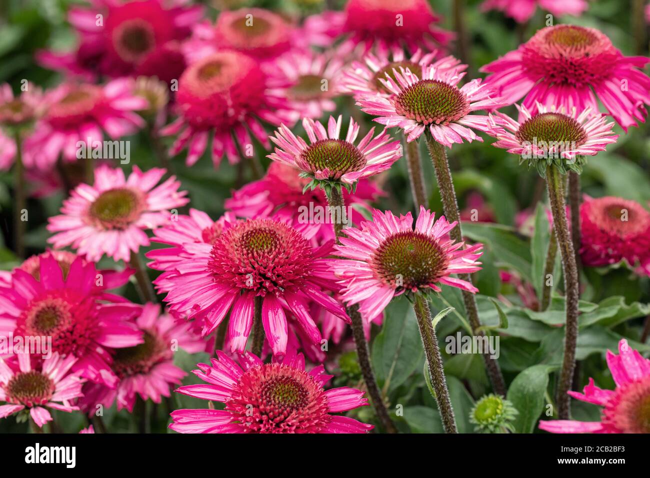 Nahaufnahme von Echinacea Delicious Candy blüht im Sommer UK Garten Stockfoto