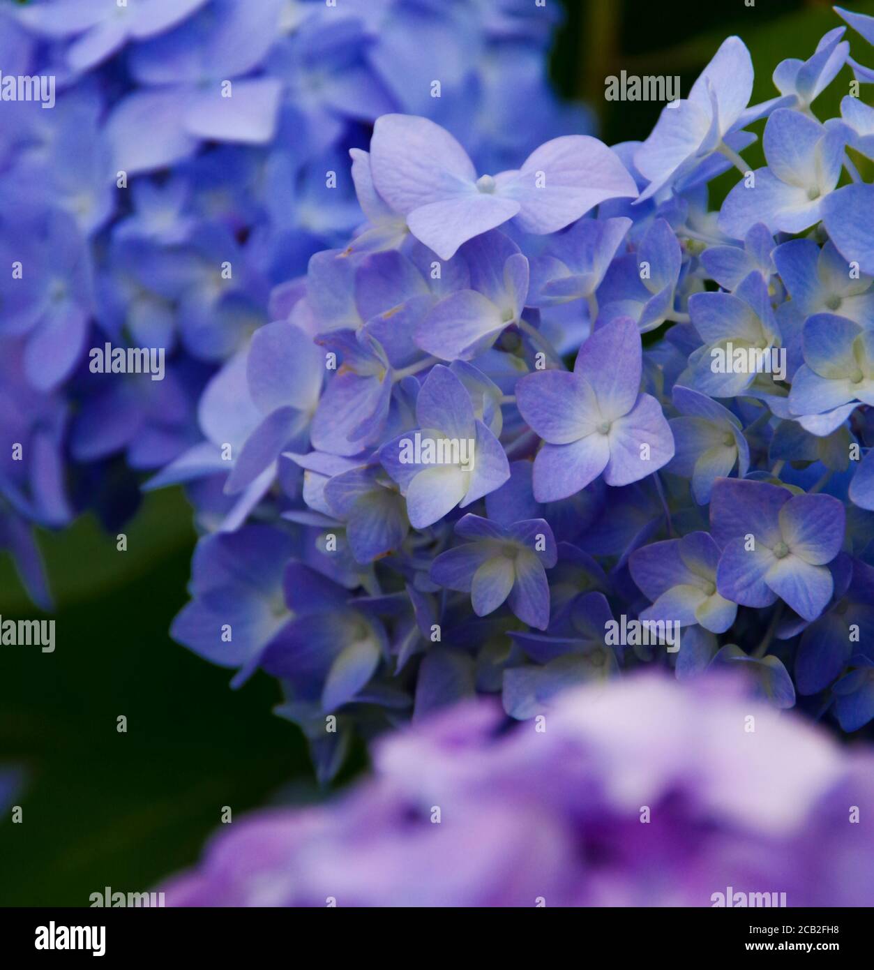 Die Regenzeit in Japan kann mit fast 4 bis 6 Wochen Dauerregen trostlos sein. Ein heller Aspekt der Jahreszeit ist jedoch die Fülle von Vario Stockfoto