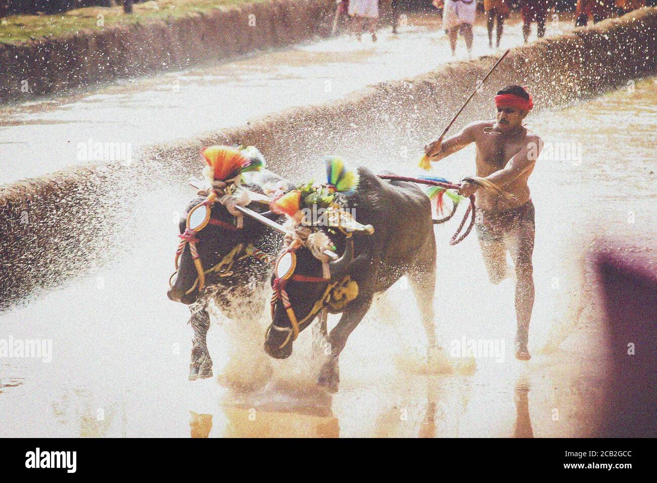 Mudabidri,karnataka,Indien : Kambala ein ländliches Spiel in Indien Stockfoto