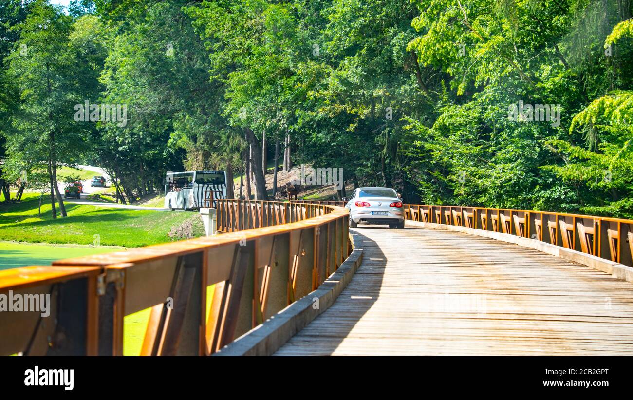 DVUR KRALOVE, TSCHECHISCHE REPUBLIK - 18. AUGUST 2019: Wilder Safari-Drive im Zoo von Dvur Kralove, Tschechische Republik. Stockfoto
