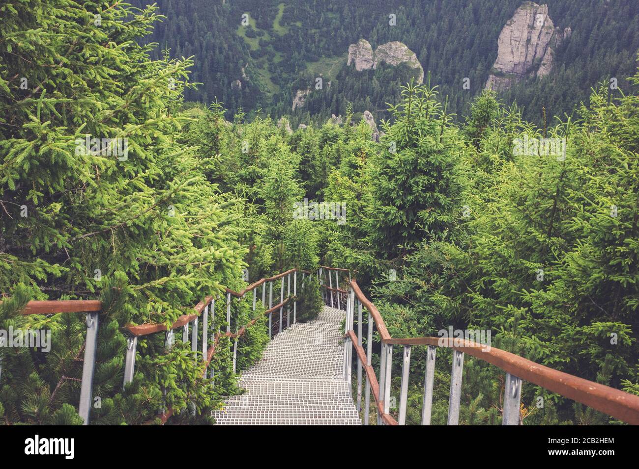Treppen durch Kiefer / Tannenwald führt zu Toaca Peak in Ceahlău Massiv in den Karpaten in Rumänien Stockfoto