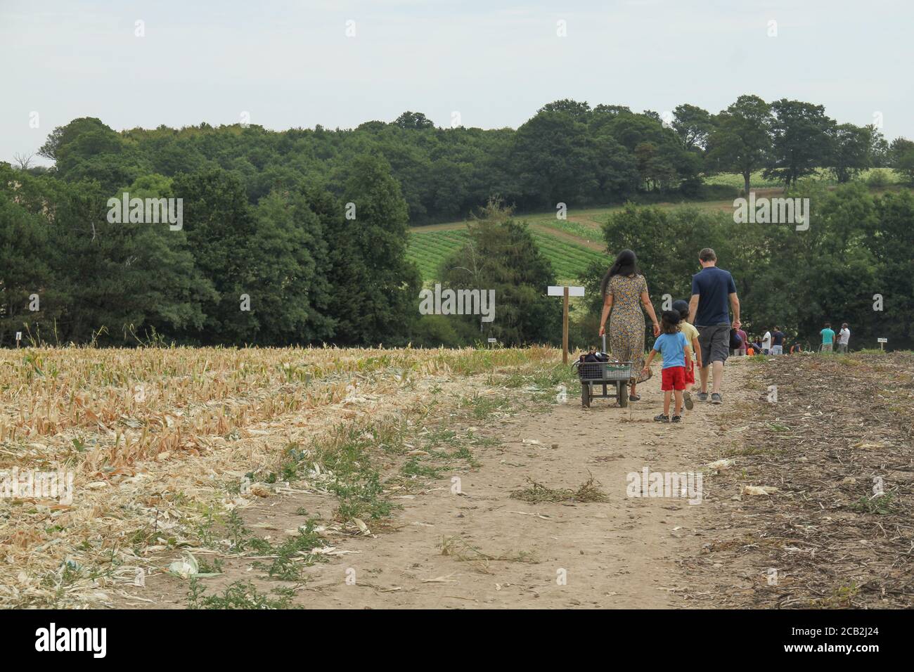 Enfield, Großbritannien. August 2020. Am 8. August 2020 laufen die Menschen auf der Pick You Own Farm in Enfield, Großbritannien, über einen bewaldeten Hof. Die Temperaturen in Großbritannien stiegen am 7. August auf 36,4C, was ihn zum heißesten Augusttag seit 17 Jahren macht. Das Wochenende wird voraussichtlich über 34 Grad Celsius bleiben, da die Mini-Hitzewelle mit Gewittern für die nächste Woche anhält. (Bildnachweis David Mbiyu/Sipa USA) Bildnachweis: SIPA USA/Alamy Live News Stockfoto