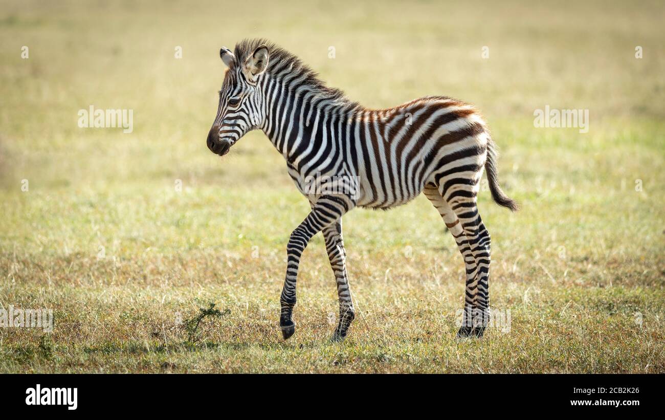 Portrait von niedlichen Baby Zebra zu Fuß auf grünem Gras in goldenes Licht in Masai Mara Kenia Stockfoto