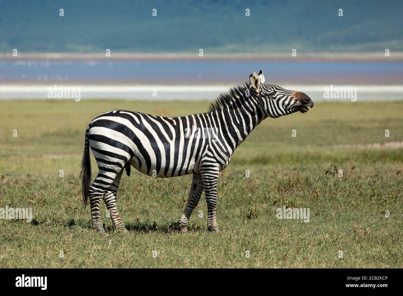 Erwachsenes Zebra, das auf grünen Ebenen des Ngorongoro Kraters steht und ruft Tansania Stockfoto