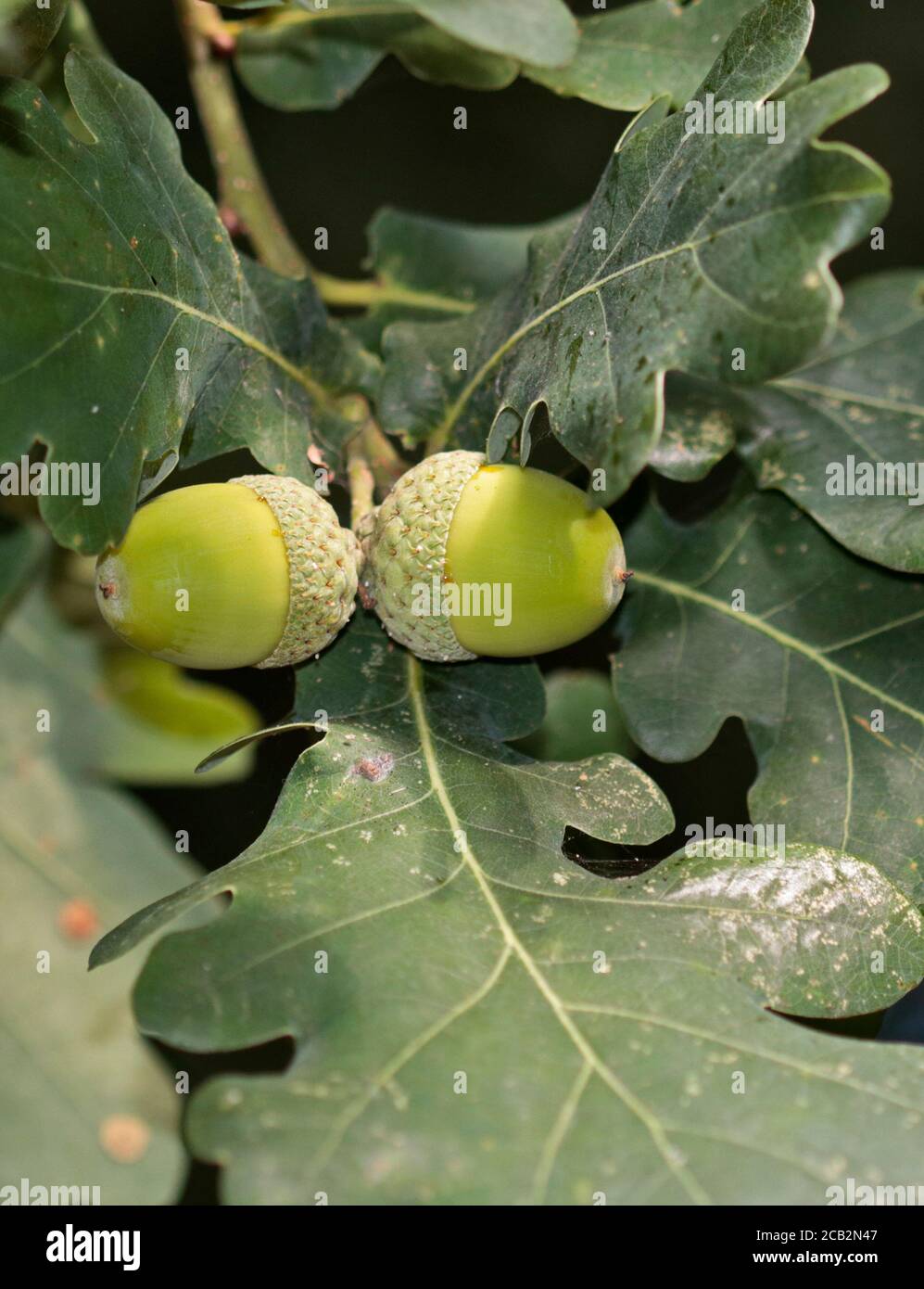 Eicheln von Common Oak, Großbritannien Stockfoto