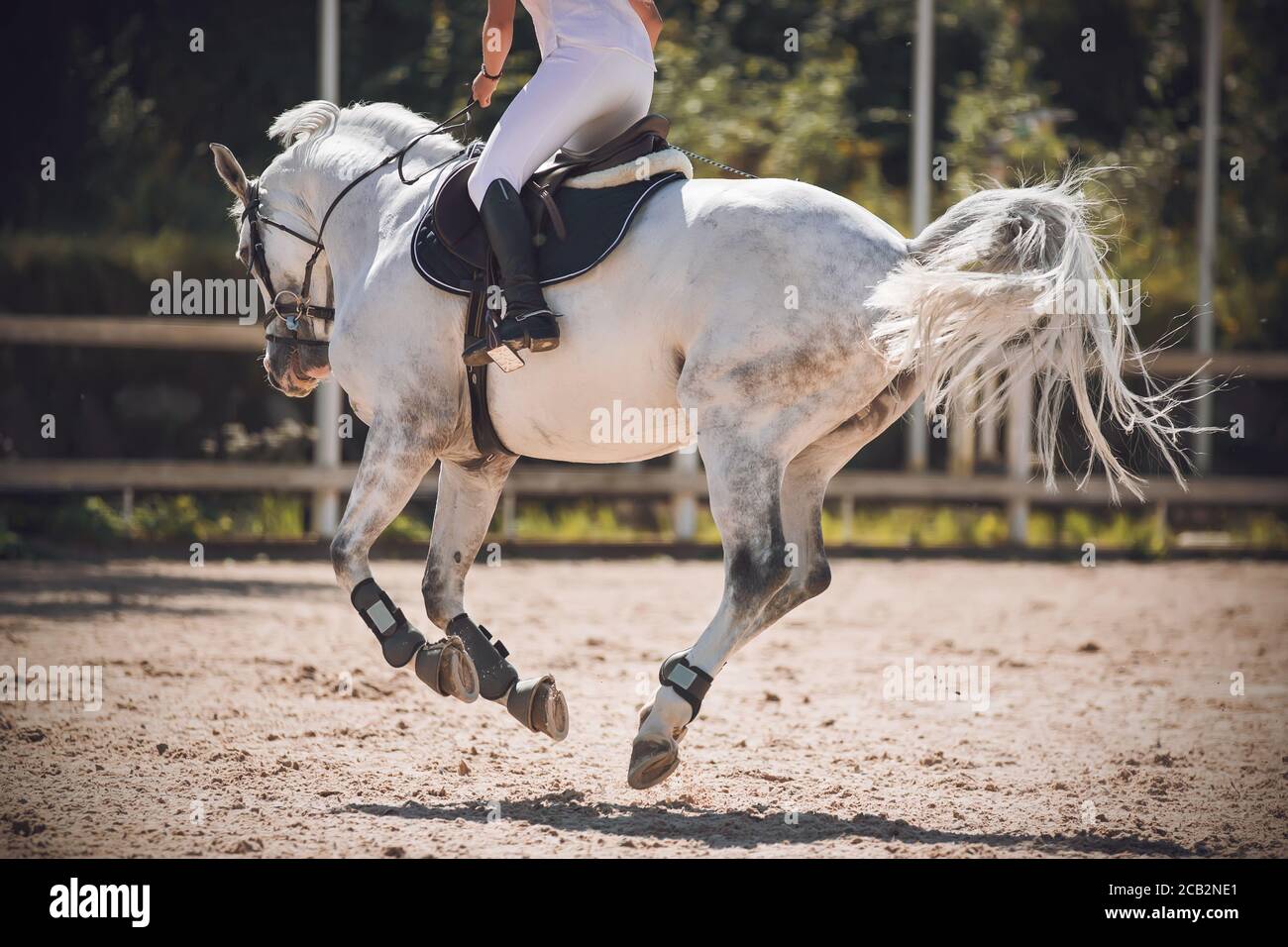 Weiß getupften schönen Pferd Galopp, mit einem Reiter im Sattel. Alle seine Hufe sind gleichzeitig in der Luft über dem Boden, und sein Schwanz ist Klappe Stockfoto