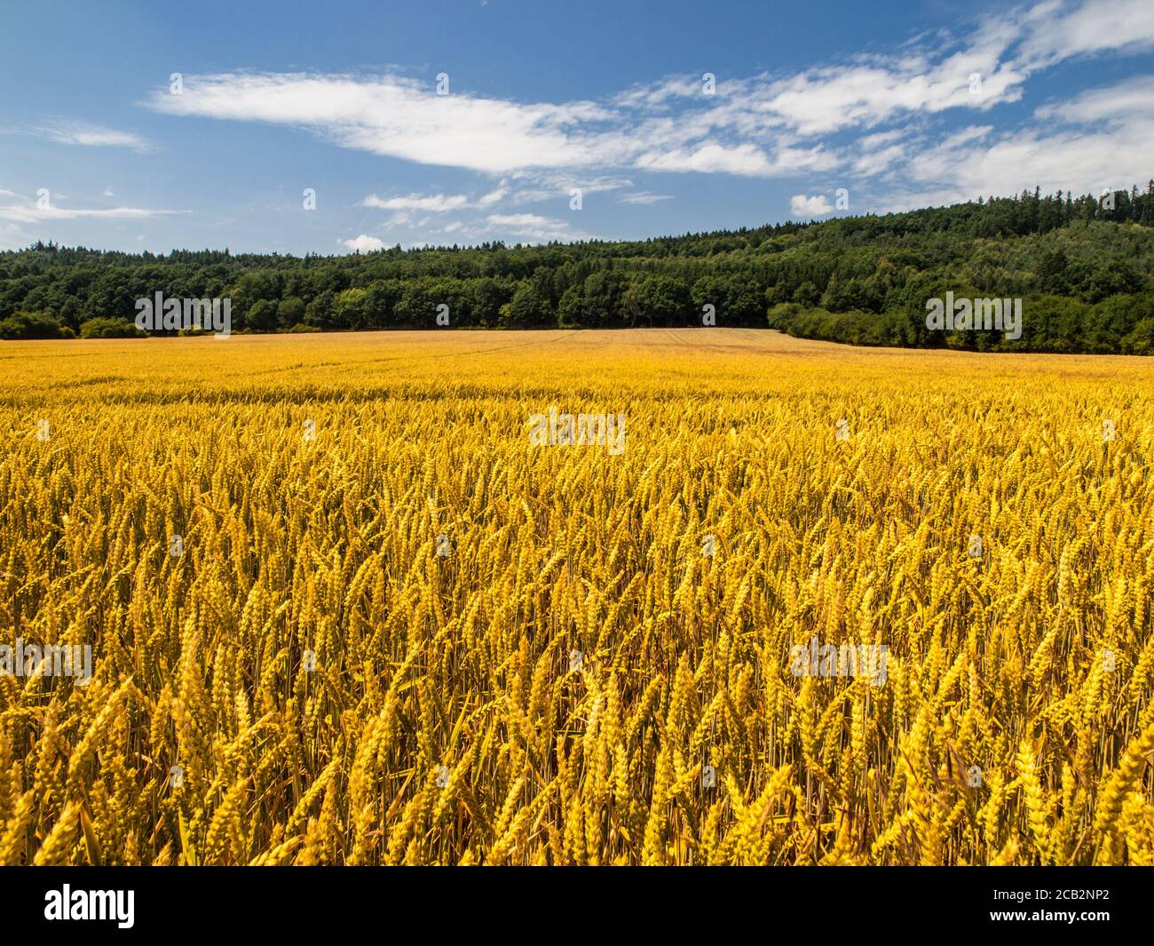 Golden Summer von Getreide unter blauem Himmel Stockfoto