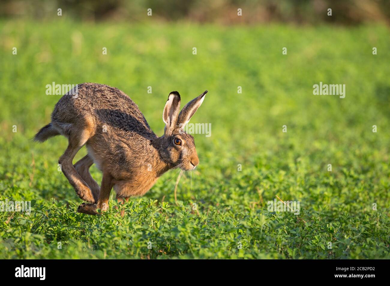 Hase Stockfoto