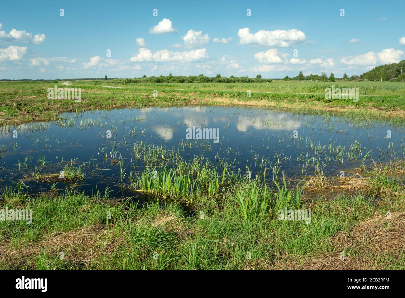 Die Spiegelung der Wolken im Wiesenwasser Stockfoto