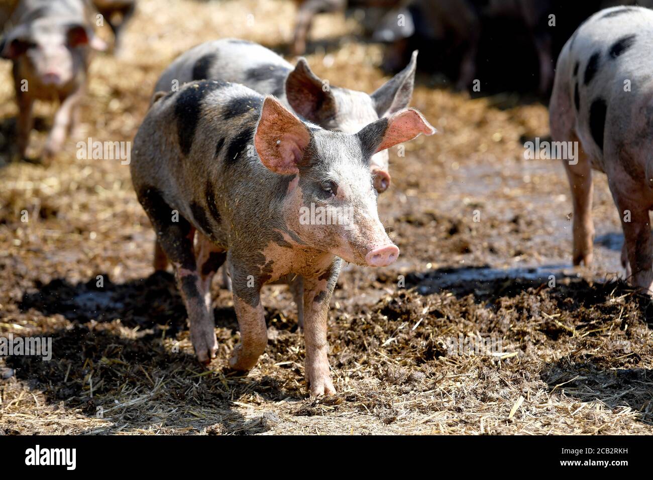 Laer, Münster, Deutschland. August 2020. Bentheimer Landschweine laufen in ihrem Gehege auf dem Naturland- und Archehof Büning. Foto: Caroline Seidel/dpa Quelle: dpa picture Alliance/Alamy Live News Stockfoto