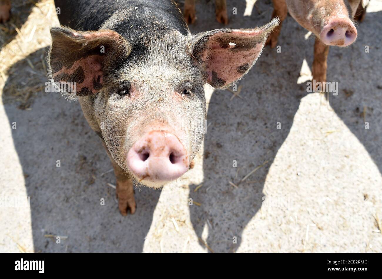Laer, Münster, Deutschland. August 2020. Bentheimer Landschweine laufen in ihrem Gehege auf dem Naturland- und Archehof Büning. Foto: Caroline Seidel/dpa Quelle: dpa picture Alliance/Alamy Live News Stockfoto