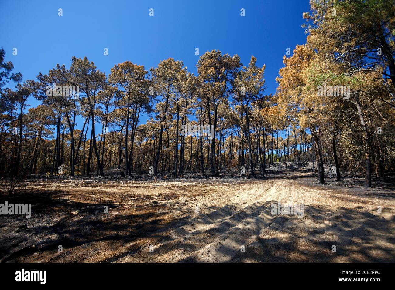 Verbrannte Seekiefern (Pinus Pinaster) zur Zeit der Brandstiftung des Chiberta-Waldes (Anglet - Atlantische Pyrenäen - Frankreich). Lauffeuer. Blaze. Stockfoto