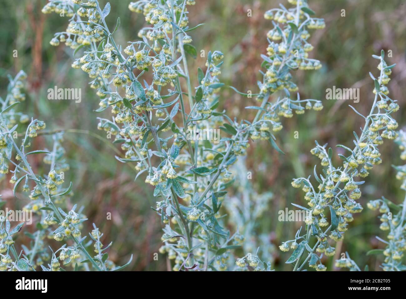 Artemisia absinthium großer Wermut, Absinthblüten in der Wiesenabseup selektiver Fokus Stockfoto