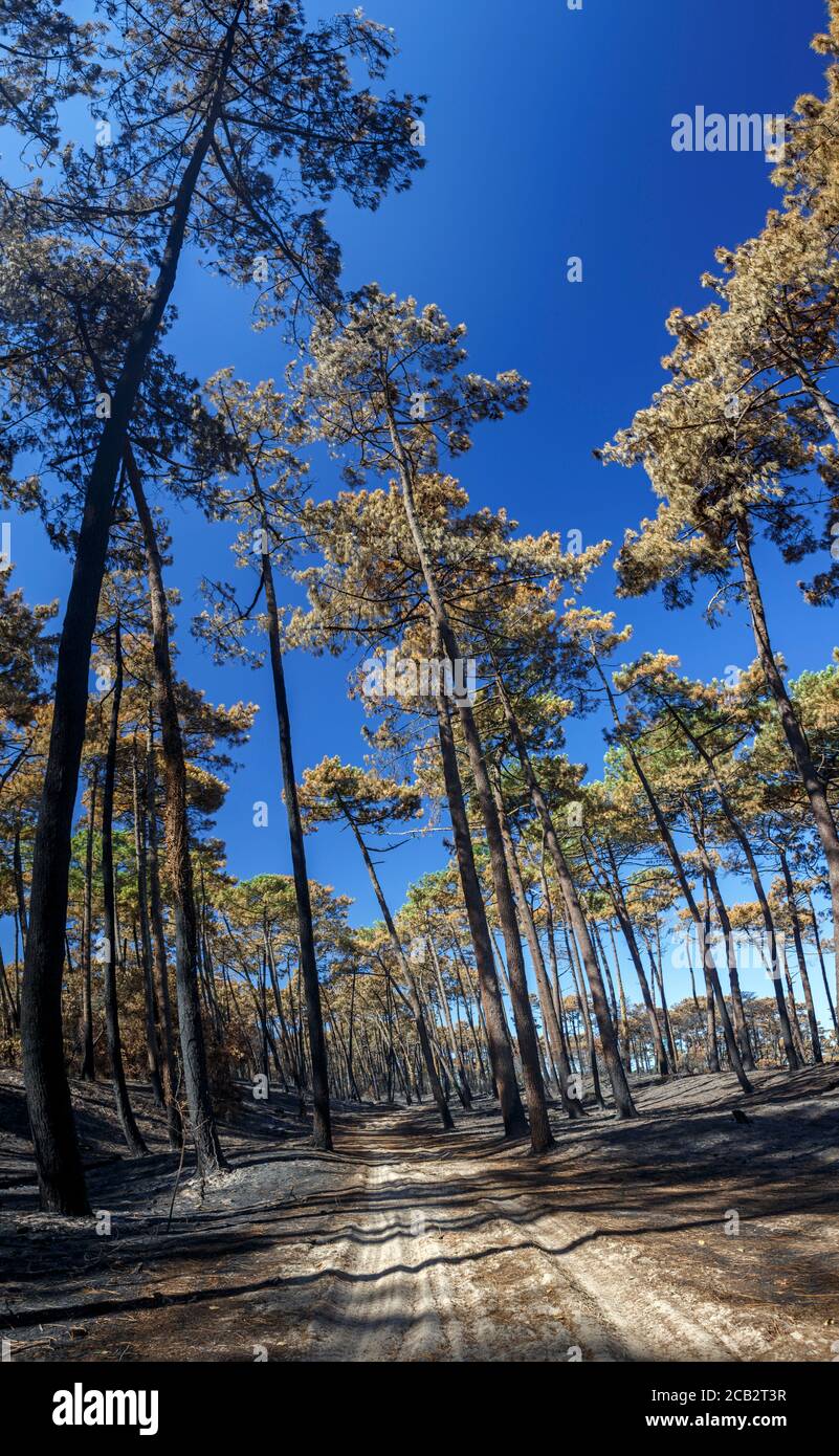 Verbrannte Seekiefern (Pinus Pinaster) zur Zeit der Brandstiftung des Chiberta-Waldes (Anglet - Atlantische Pyrenäen - Frankreich). Lauffeuer. Blaze. Stockfoto