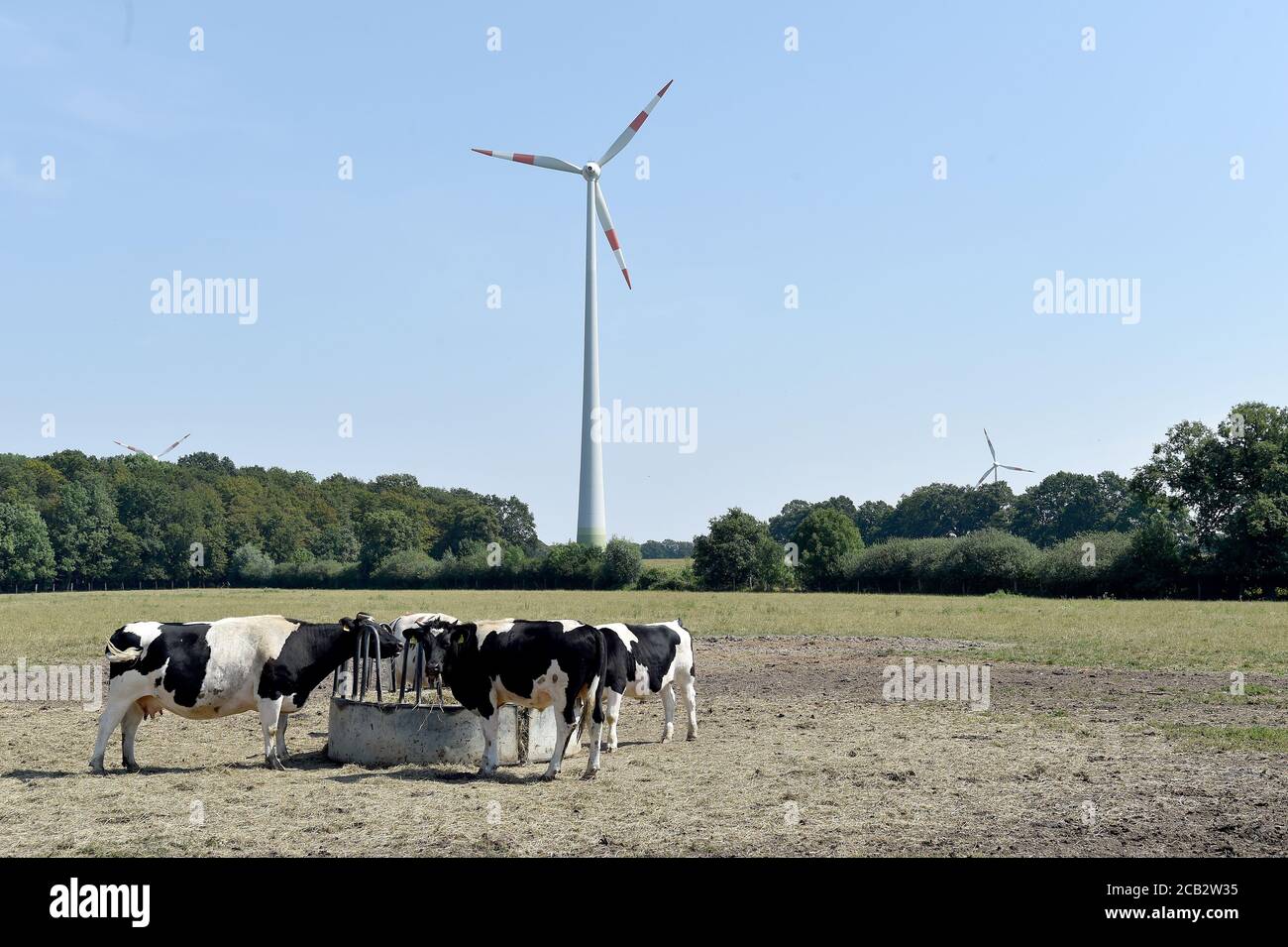 Laer, Münster, Deutschland. August 2020. 10. August 2020, Deutschland, Münster: Auf einer Weide des Naturland- und Archehof Büning stehen deutsche schwarz-weiße Flachlandrinder. Foto: Caroline Seidel/dpa Quelle: dpa picture Alliance/Alamy Live News Stockfoto