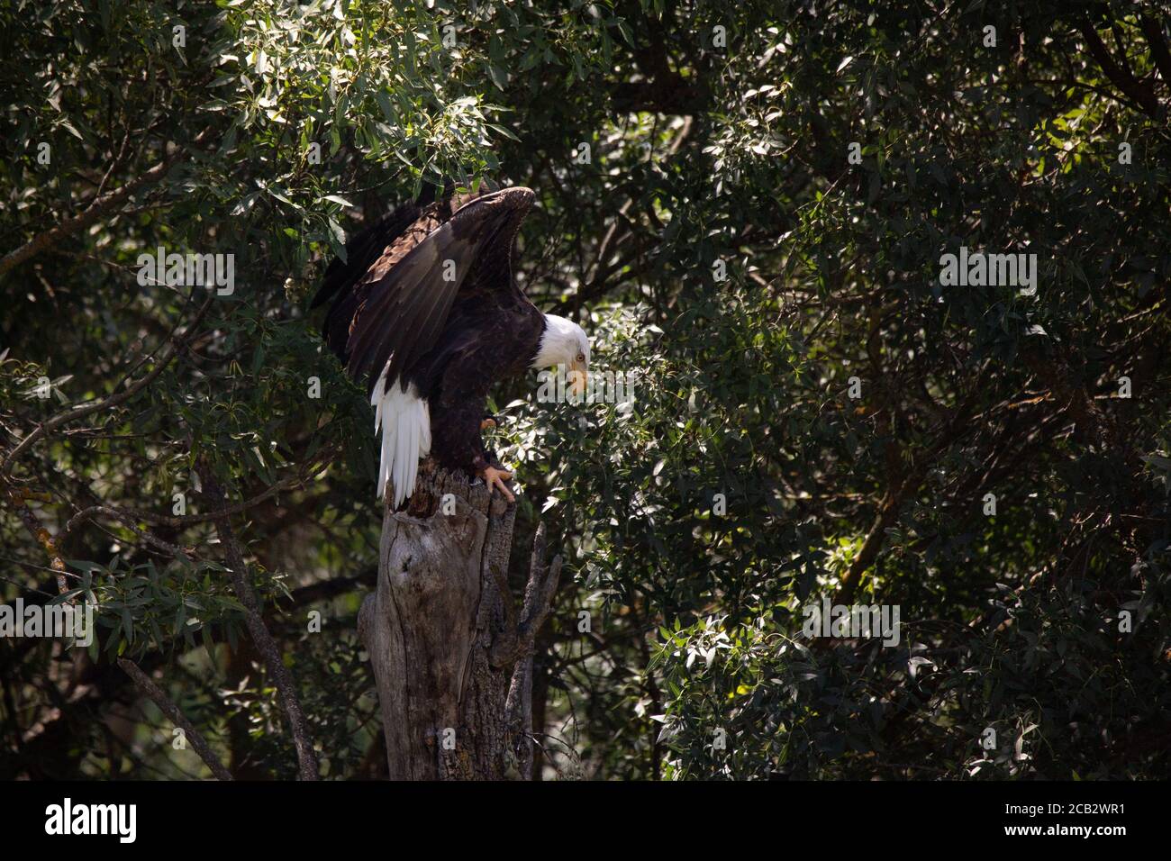Erwachsene Weißkopfseeadler auf dem Stamm eines Baumes thront In Freiheit Stockfoto