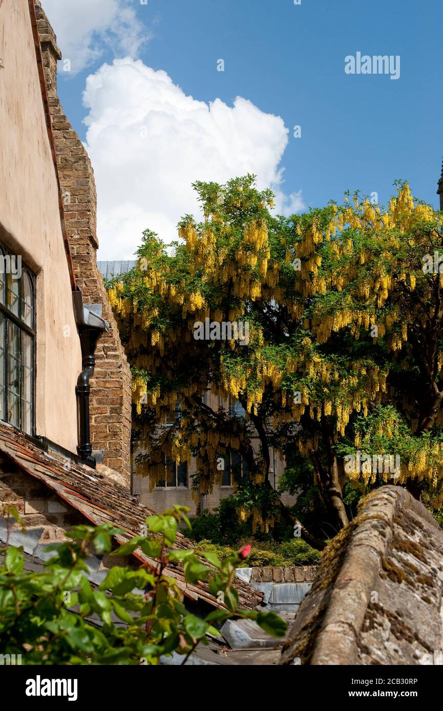 Laburnum Baum auf dem Gelände der Ely Cathedral, Ely, Cambridgeshire, England. Stockfoto