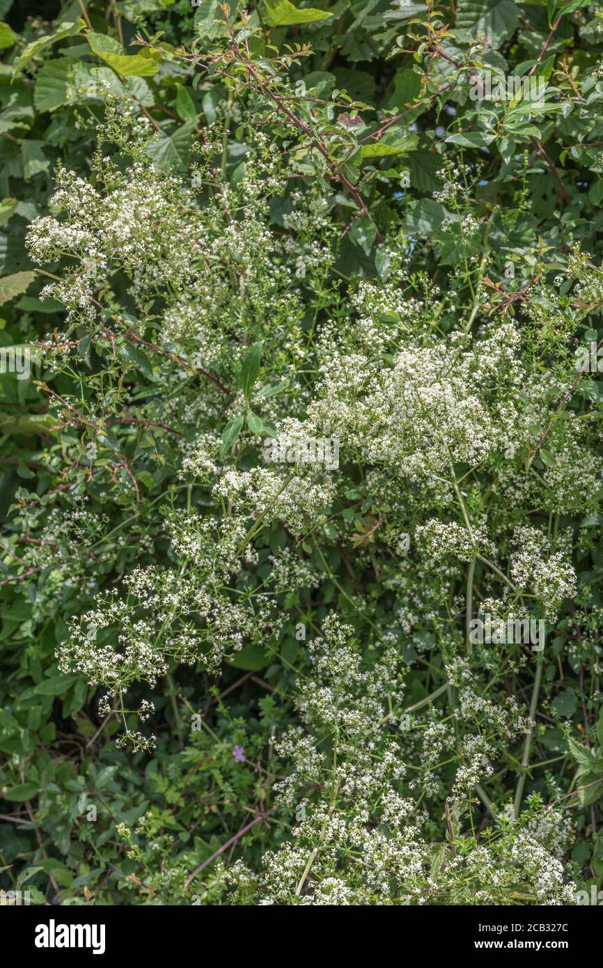 Flauschige weiße Flecken von Hedge Bedstraw / Galium mollugo im Heckenhabitat. Common UK hedgerow Weed einmal als Heilpflanze in Kräuterkuren verwendet. Stockfoto