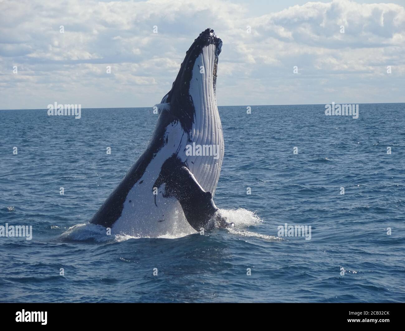 (200810) -- SYDNEY, 10. Aug. 2020 (Xinhua) -- Datei Foto zeigt einen Buckelwal in Hervey Bay, Queensland, Australien. Für ein kürzlich veröffentlichtes Forschungsprojekt sammelten und analysierten Wissenschaftler der australischen Universität von New South Wales (UNSW) Proben von Walen, die dem Schleim einer menschlichen Nase ähnlich sind. Sie fanden heraus, dass genau wie beim Menschen die mikrobielle Vielfalt und der Reichtum in den Atemwegen der Wale mit dem allgemeinen Gesundheitszustand des Wirtes verbunden war. DAZU: 'Die australische Forschung verbindet Wale 'nicht' mit ihrem Gesundheitszustand' (University of New South Wales/Handout via Xinhua Stockfoto