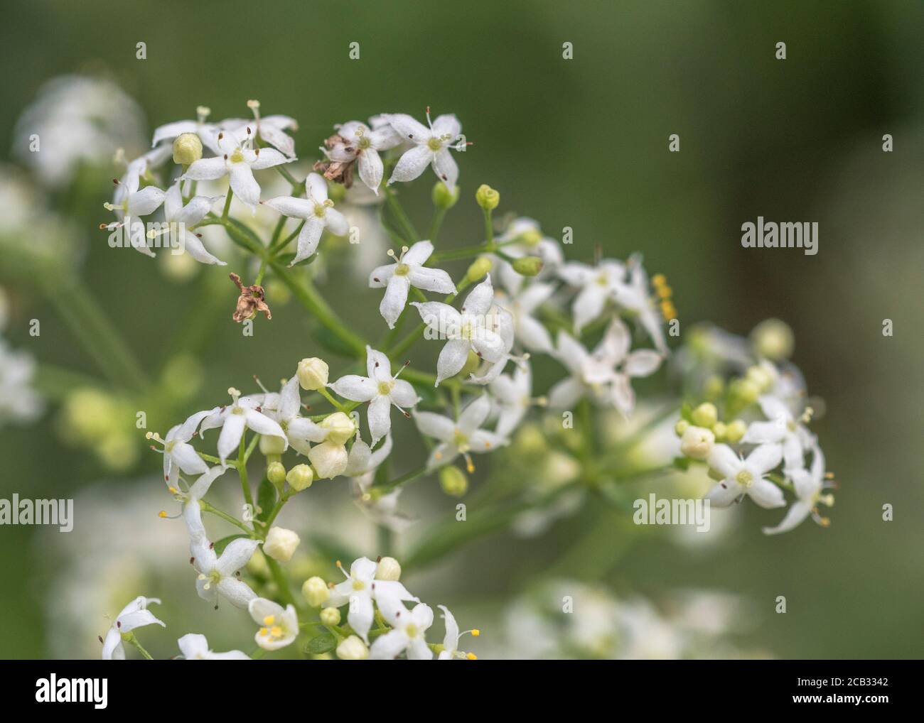 Winzige weiße Blüten von Hedge Bedstraw / Galium mollugo eine gemeinsame Heckenheilpflanze einmal in pflanzlichen Heilmitteln verwendet. Verwandt mit Cleavers / G. aparine Stockfoto