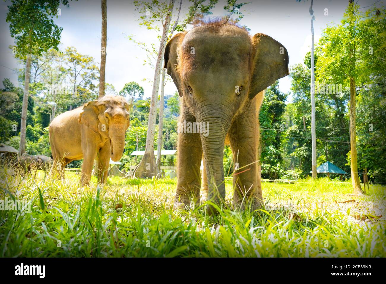 Geschlossene Ansicht eines asiatischen Elefantenbabys in Malaysia mit Ihre Mutter auf dem Rücken Stockfoto