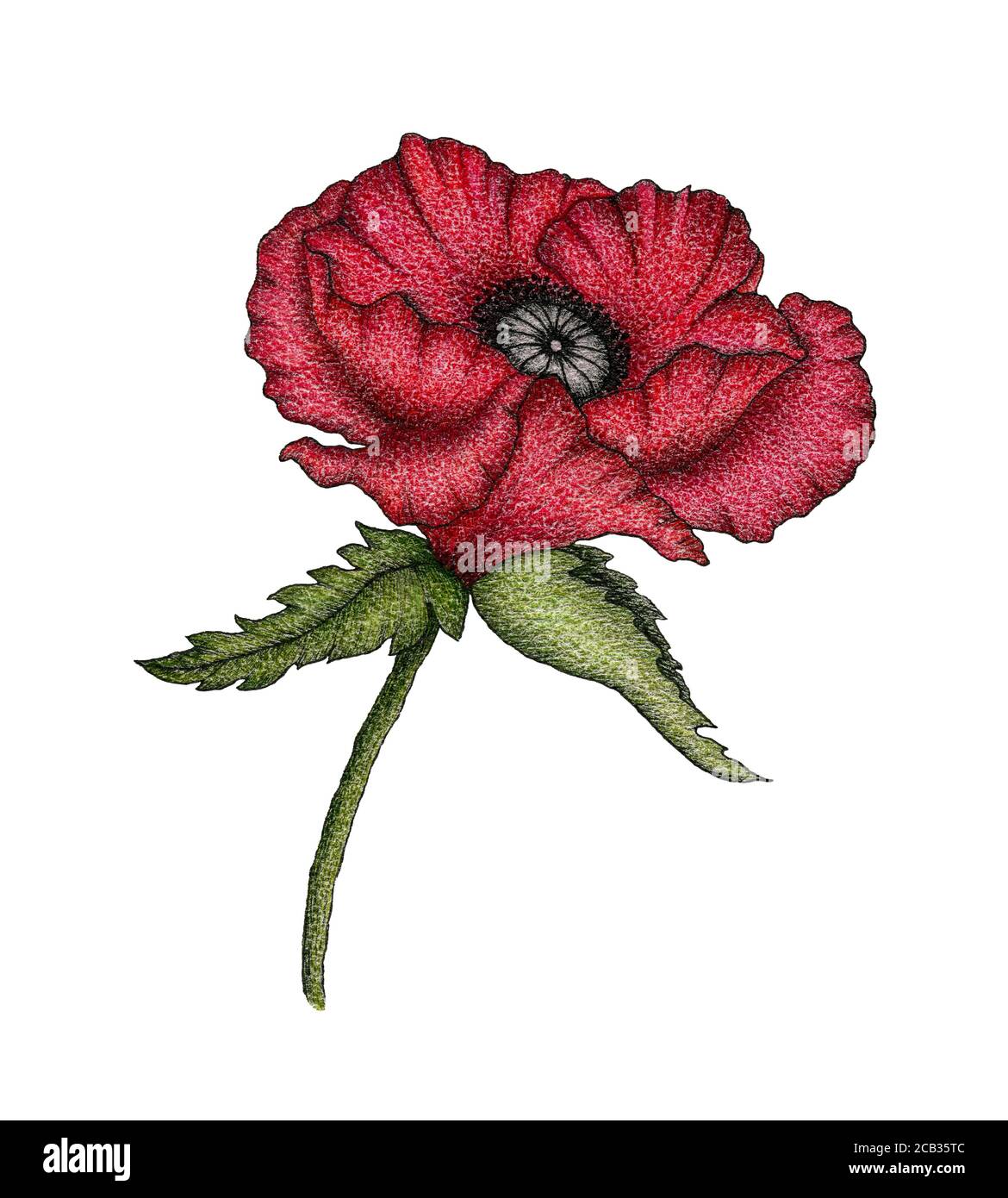 Vintage rote Mohnblume, botanische handgezeichnete Illustration mit realistischem Mohnblumen isoliert auf weißem, Mohnblüten floralem Design Stockfoto