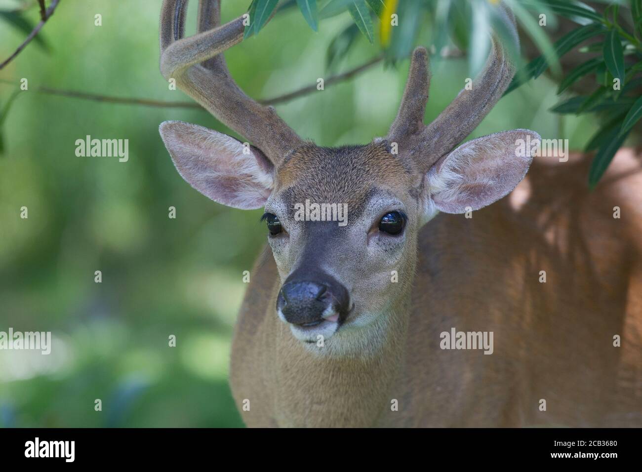 Gefährdete Schlüsselhirsche im National Key Deer Refuge auf Big Pine Key in den Florida Keys. Odocoileus virginianus clavium Stockfoto