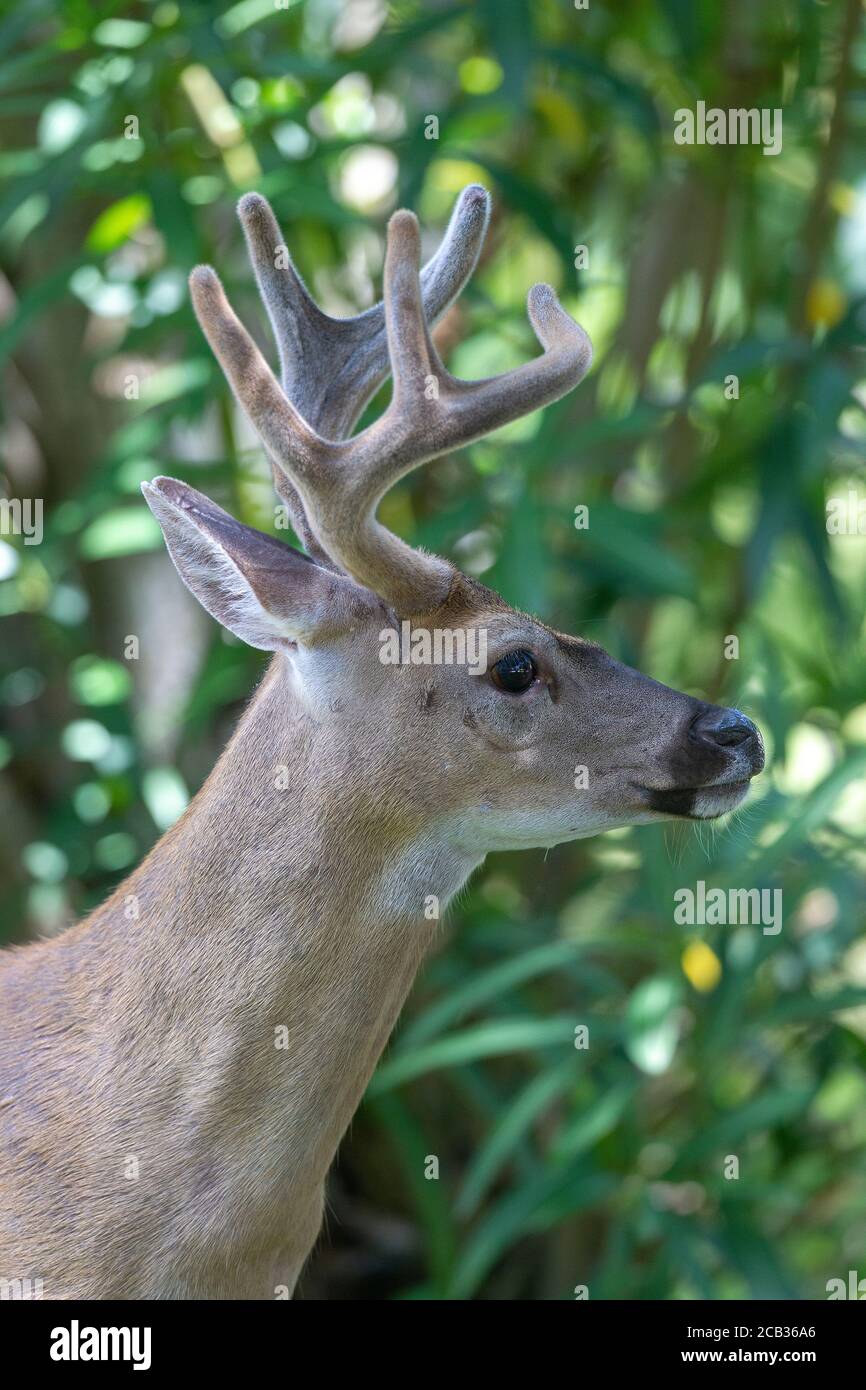 Gefährdete Schlüsselhirsche im National Key Deer Refuge auf Big Pine Key in den Florida Keys. Odocoileus virginianus clavium Stockfoto